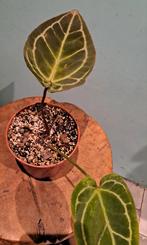 Anthurium Clarinervium, Ophalen of Verzenden, Halfschaduw, Minder dan 100 cm