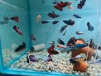 Betta vrouwen, kempvis vrouwen, betta splendens, Vis, Zoetwatervis