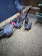 broed eierenamrock kriel, Dieren en Toebehoren, Pluimvee, Geslacht onbekend, Kip