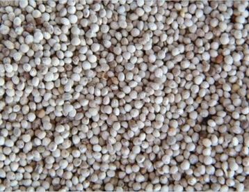 Perilla wit 1kg - Enkelvoudige zaden - Winkel en Webshop  beschikbaar voor biedingen