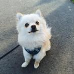 Pomsky Dobby, Eén hond, 3 tot 5 jaar, Nederland, Particulier