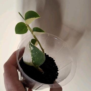 Rhaphidophora Hong Kong Genesis stek beschikbaar voor biedingen