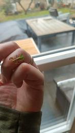 Nimfen wandelend blad psg72, Dieren en Toebehoren, Overige soorten