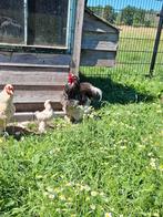 Grote brahma haan, Dieren en Toebehoren, Pluimvee, Mannelijk, Kip