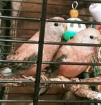 Prachtig jong koppel Bourke parkieten man en pop, Dieren en Toebehoren, Vogels | Parkieten en Papegaaien, Meerdere dieren, Parkiet