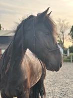 Stoere Tinker x Fries ruin 🖤, Dieren en Toebehoren, Gechipt, 175 cm of meer, Ruin, Niet van toepassing