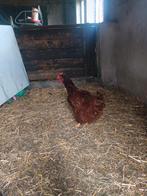 Rhode Red Island hen, Dieren en Toebehoren, Pluimvee, Vrouwelijk, Kip