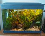 Plantrijke complete aquariumset!, Ophalen, Gebruikt, Gevuld zoetwateraquarium