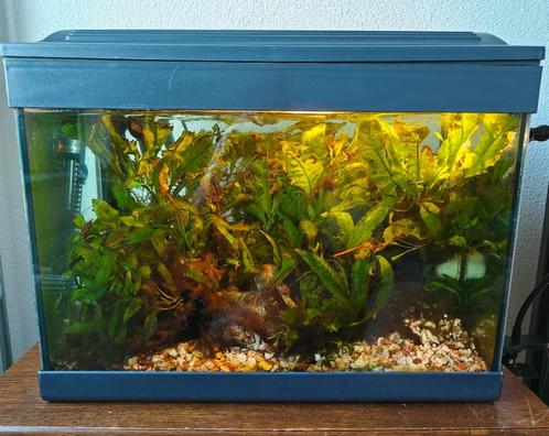 Plantrijke complete aquariumset!, Dieren en Toebehoren, Vissen | Aquaria en Toebehoren, Gebruikt, Gevuld zoetwateraquarium, Ophalen