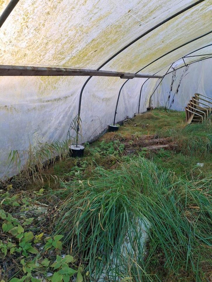 Tunnelkas te koop, Tuin en Terras, Kassen, Gebruikt, Kweekkas, Staal, Folie, Ophalen