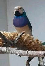 Gouldamadine, Dieren en Toebehoren, Vogels | Overige Vogels, Mannelijk