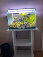 Aquarium met led verlichting, Dieren en Toebehoren, Ophalen, Zo goed als nieuw, Gevuld zoetwateraquarium