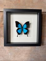 Ulysses vlinder in lijst, Ophalen of Verzenden, Nieuw, Insect, Opgezet dier