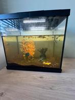 Vissenkom + vissen, Dieren en Toebehoren, Vissen | Aquaria en Toebehoren, Ophalen
