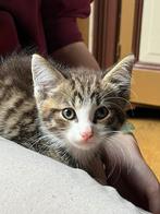 Echte boerderij kittens, Dieren en Toebehoren, Meerdere dieren, Kortharig