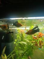 Molly's goud zwart aquarium Vissen, Dieren en Toebehoren, Vissen | Aquariumvissen, Vis