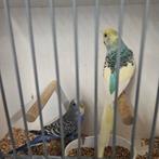 Koppel grasparkieten, Meerdere dieren, Parkiet