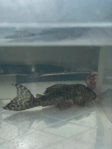 Volwassen L333 vrouw king tiger pleco te koop beschikbaar voor biedingen