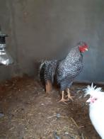 Schijndelaar koekoek haan/haantje., Mannelijk, Kip