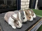 Hollander konijntjes te koop, Dieren en Toebehoren, Konijnen, Meerdere dieren, Klein, 0 tot 2 jaar