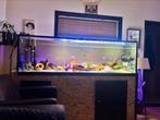 2 meter aquarium te koop, Dieren en Toebehoren, Vissen | Aquaria en Toebehoren, Ophalen, Gebruikt, Leeg aquarium