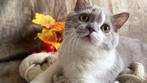 Met stamboom: 2 Britse Korthaar kittens, Dieren en Toebehoren, Katten en Kittens | Raskatten | Korthaar, Poes, Gechipt, 0 tot 2 jaar