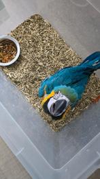 Blauwgeel Ara XL Formaat  super tam, Geslacht onbekend, Papegaai, Geringd