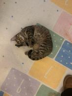 Twee kittens zusjes, Dieren en Toebehoren, Katten en Kittens | Overige Katten, Poes, Kortharig, 0 tot 2 jaar