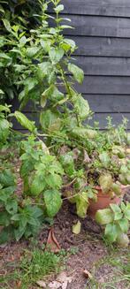 Gratis tuinplanten rode bes en citroen melisse., Tuin en Terras, Planten | Tuinplanten, Ophalen, Zomer, Volle zon