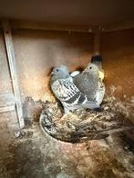 Jonge duiven, Dieren en Toebehoren, Vogels | Duiven, Geslacht onbekend, Postduif