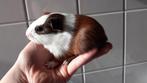 Cavia zeugje, Augustus, Vrouwelijk, Cavia