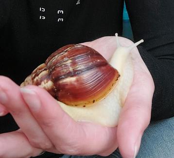 3 Afrikaanse reuzenslakken met terrarium en toebehoren  beschikbaar voor biedingen