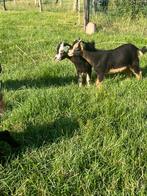 Mooie lieve dwerggeiten (bokjes) met UBN nummer, Dieren en Toebehoren, Schapen, Geiten en Varkens, Mannelijk, Geit