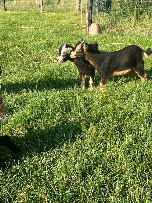 Mooie lieve dwerggeiten (bokjes) met UBN nummer, Dieren en Toebehoren, Schapen, Geiten en Varkens, Geit, Mannelijk