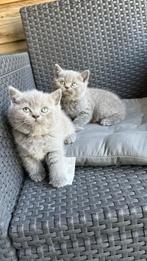 Britse Korthaar kittens. LAATSTE VROUWTJE NOG BESCHIKBAAR, Meerdere dieren