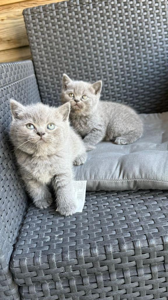 Britse Korthaar kittens. LAATSTE VROUWTJE NOG BESCHIKBAAR, Dieren en Toebehoren, Katten en Kittens | Raskatten | Korthaar, Meerdere dieren