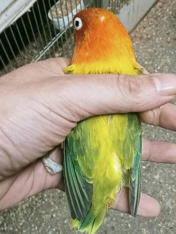 Prachtige brr agapornis fisheri opaline euwing geel pop beschikbaar voor biedingen