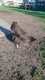 Broedeieren Barnevelder dubbel gezoomd, Dieren en Toebehoren, Pluimvee, Geslacht onbekend, Kip