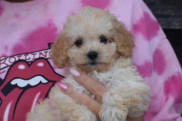 Poedel pups mooie keuze beschikbaar voor biedingen