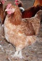 Marans kippen., Vrouwelijk, Kip