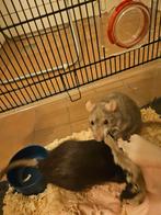 I HAVE 2 rat wanna sold my because my daughter have alergii, Dieren en Toebehoren, Knaagdieren, November, Meerdere dieren, Rat