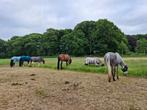 Pensionstal, 24/7 grote paddock met schuilstal aan het bos, Weidegang, 2 of 3 paarden of pony's