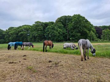 Pensionstal, 24/7 grote paddock met schuilstal aan het bos beschikbaar voor biedingen