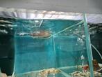 Zwarte Arowana, Osteoglossum Ferreirai, Vis, Zoetwatervis