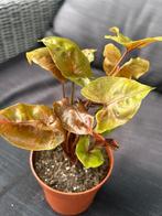 Syngonium Maria Allusion, Ophalen of Verzenden, Overige soorten, In pot, Minder dan 100 cm