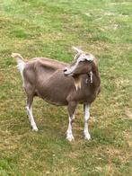 2 Toggenburger geiten, Dieren en Toebehoren, Schapen, Geiten en Varkens, Vrouwelijk, Geit