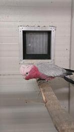 3 roze kaketoes, Dieren en Toebehoren, Vogels | Parkieten en Papegaaien, Mannelijk, Papegaai