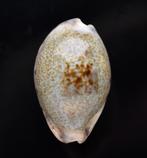 Schelpen: Cypraea pallida 23,3mm (Gem-)  Sri Lanka, Ophalen of Verzenden, Schelp(en)