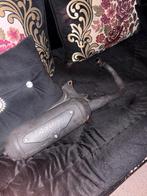 Yasuni eco uitlaat, Ophalen of Verzenden