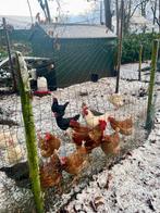 Broedeieren legkippen | gemixte toom |, Dieren en Toebehoren, Geslacht onbekend, Kip